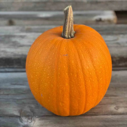 Graines de courge jack o lantern bio – La Ferme de Sainte Marthe
