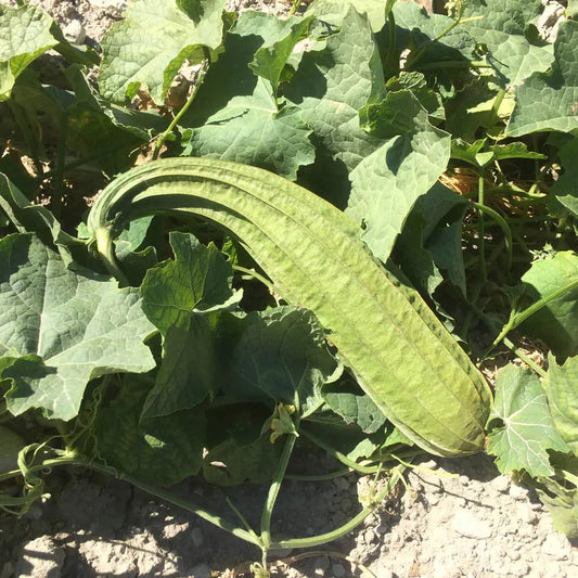 Graines de courge luffa angulaire sweet beauty bio – La Ferme de Sainte Marthe