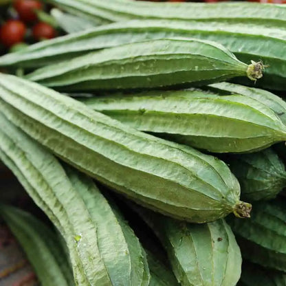Graines de courge luffa comestible huadiansigua bio – La Ferme de Sainte Marthe