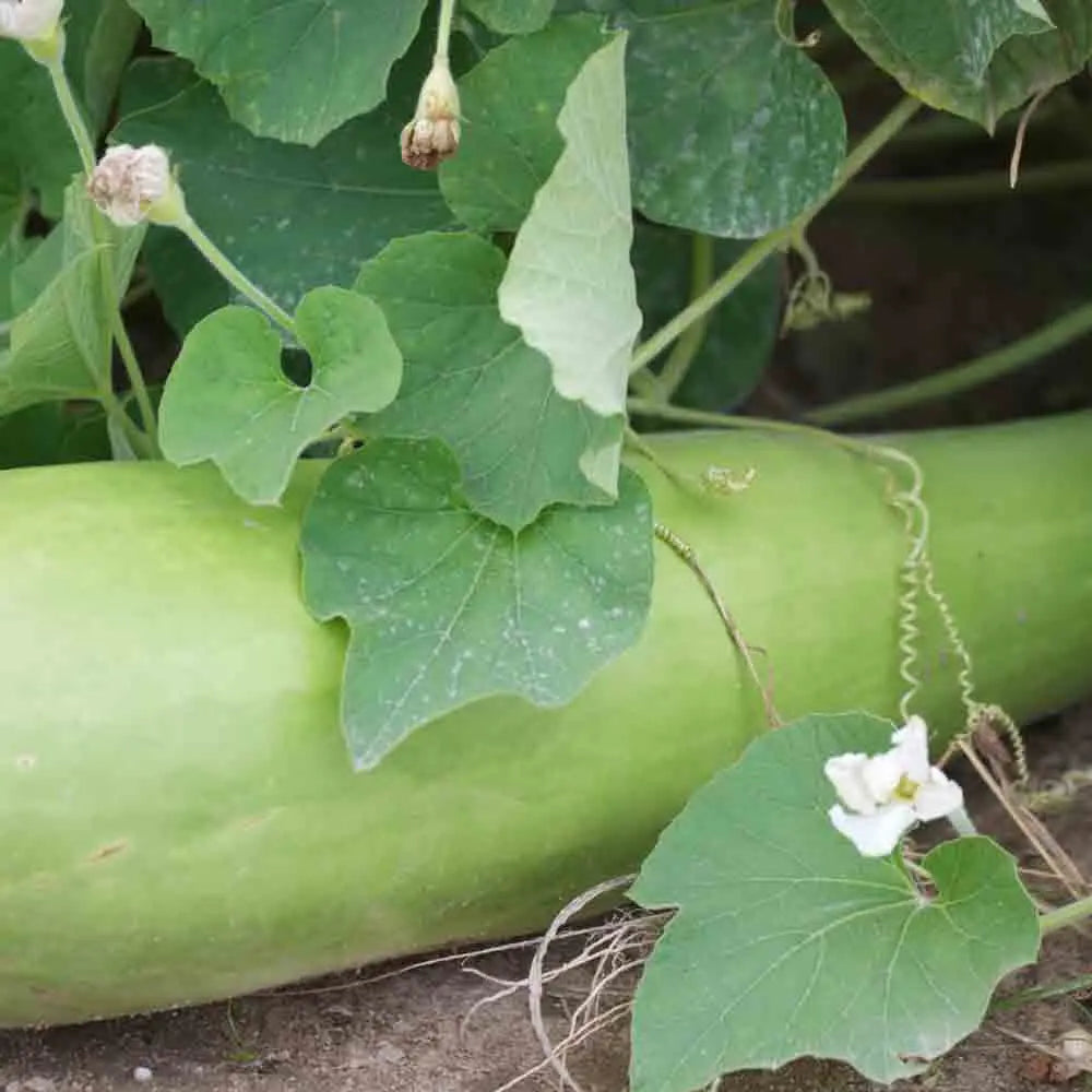Graines de courge massue comestible massue longue ou courgette grimpante bio – La Ferme de Sainte Marthe
