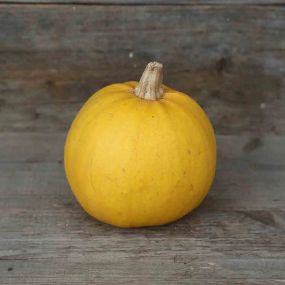 Graines de courge melonnette jaspée de vendée bio – La Ferme de Sainte Marthe