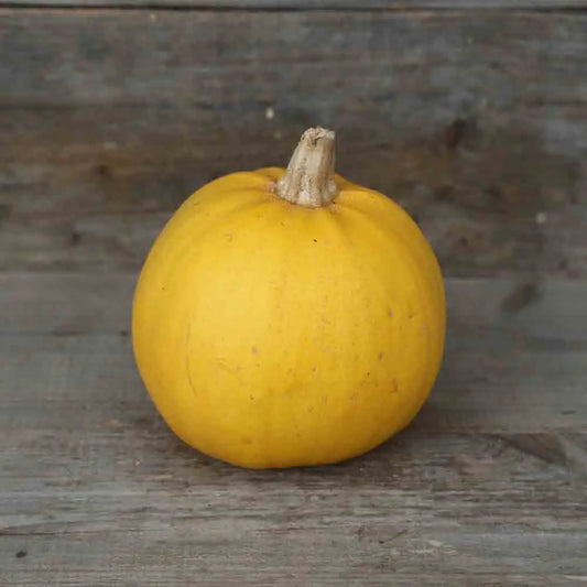 Graines de courge melonnette jaspée de vendée bio – La Ferme de Sainte Marthe