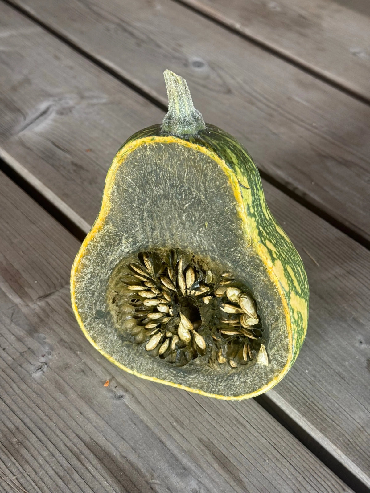 Graines de courge musquée ayote à chair verte du guatemala bio – La Ferme de Sainte Marthe