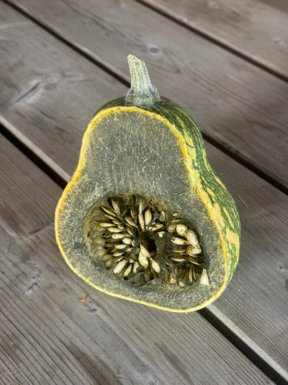 Graines de courge musquée ayote à chair verte du guatemala bio – La Ferme de Sainte Marthe
