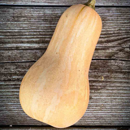 Graines de courge musquée butternut bio – La Ferme de Sainte Marthe