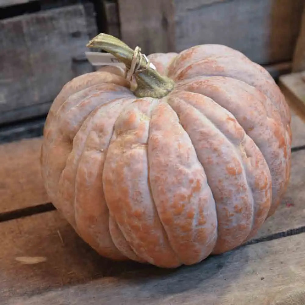 Graines de courge musquée futsu black rinded bio – La Ferme de Sainte Marthe