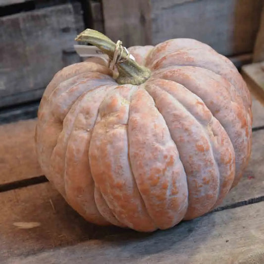 Graines de courge musquée futsu black rinded bio – La Ferme de Sainte Marthe