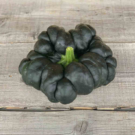 Graines de courge musquée heipijiangbinggua bio – La Ferme de Sainte Marthe