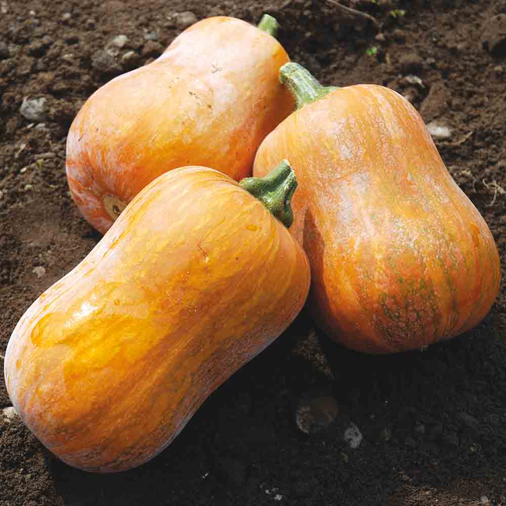 Graines de courge musquée honeynut bio – La Ferme de Sainte Marthe