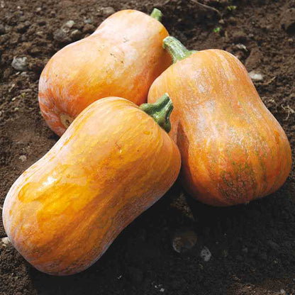 Graines de courge musquée honeynut bio – La Ferme de Sainte Marthe