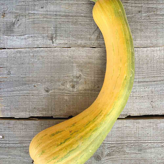Graines de courge musquée longue de nice bio – La Ferme de Sainte Marthe