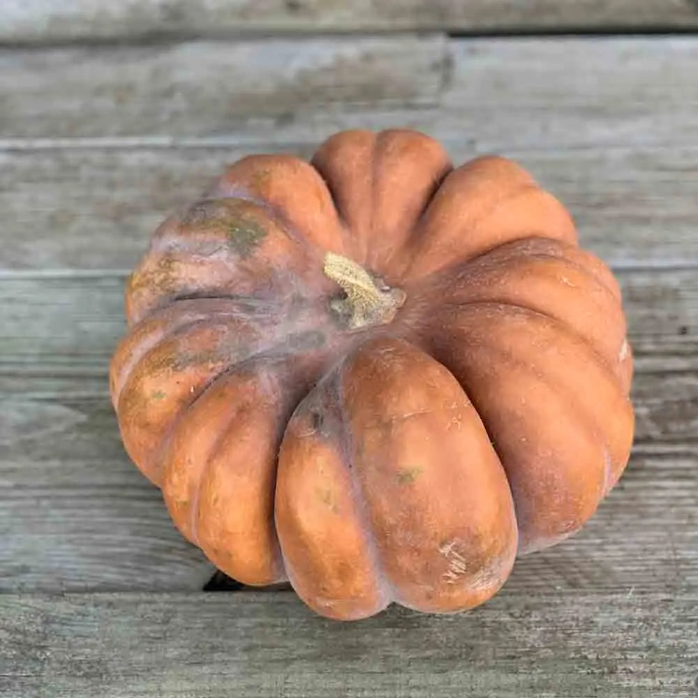 Graines de courge musquée muscade (de provence) bio – La Ferme de Sainte Marthe