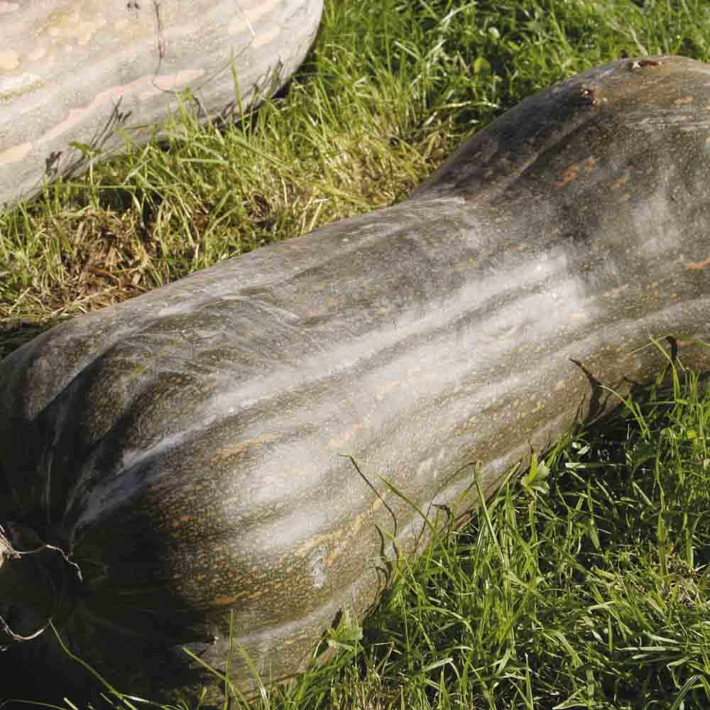 Graines de courge musquée pleine de naples bio – La Ferme de Sainte Marthe