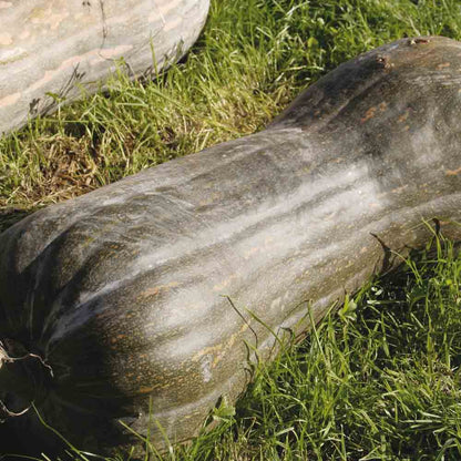 Graines de courge musquée pleine de naples bio – La Ferme de Sainte Marthe