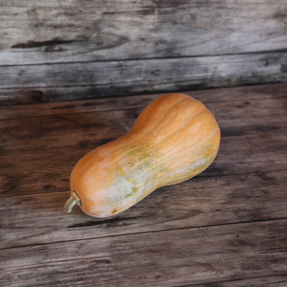 Graines de courge musquée sucrine du berry bio – La Ferme de Sainte Marthe