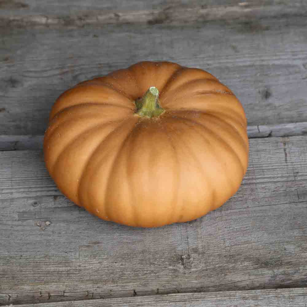 Graines de courge musquée tancheese bio – La Ferme de Sainte Marthe