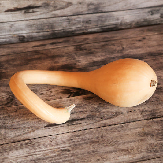 Graines de courge musquée tromboncino d'albinga bio – La Ferme de Sainte Marthe