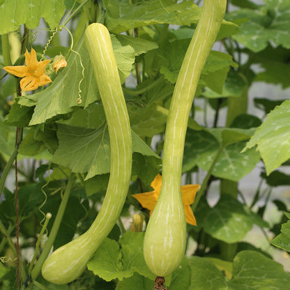 Graines de courge musquée tromboncino d'albinga bio – La Ferme de Sainte Marthe