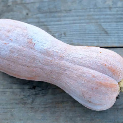 Graines de courge musquée violina bio – La Ferme de Sainte Marthe