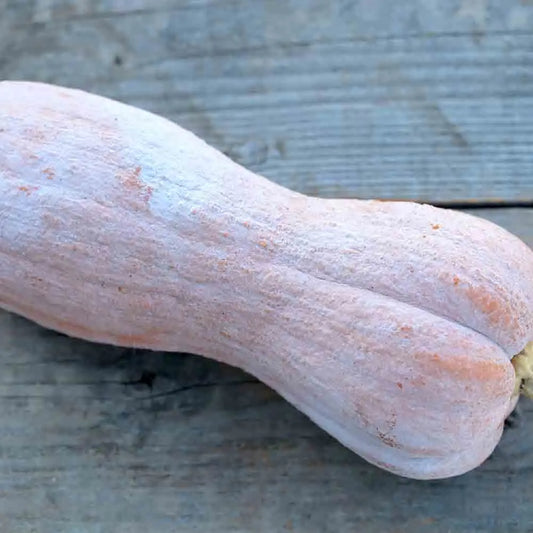 Graines de courge musquée violina bio – La Ferme de Sainte Marthe