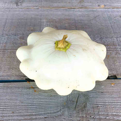 Graines de courge pâtisson blanc bio – La Ferme de Sainte Marthe