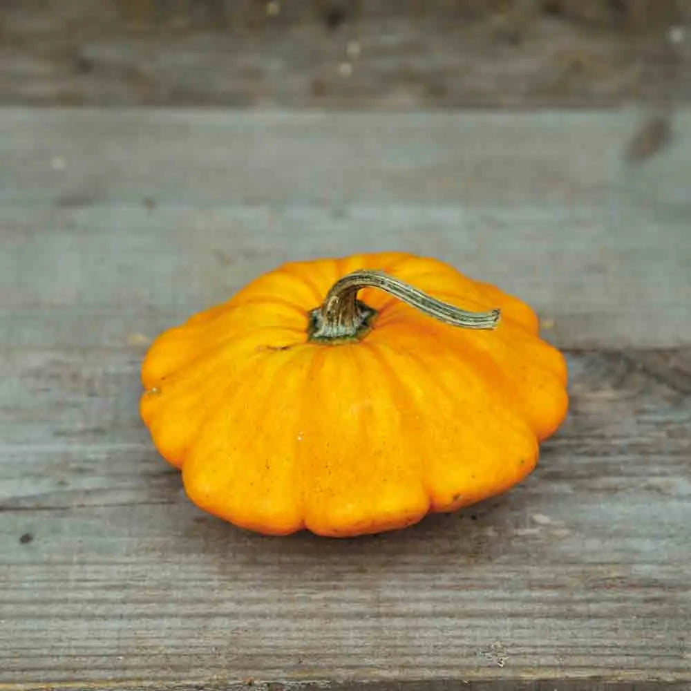 Graines de courge pâtisson orange bio – La Ferme de Sainte Marthe