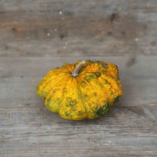 Graines de courge pâtisson verruqueux panaché bio – La Ferme de Sainte Marthe