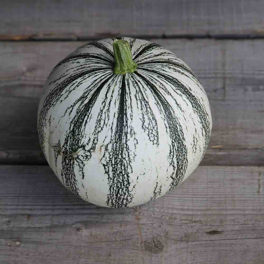 Graines de courge pepita squash bio – La Ferme de Sainte Marthe