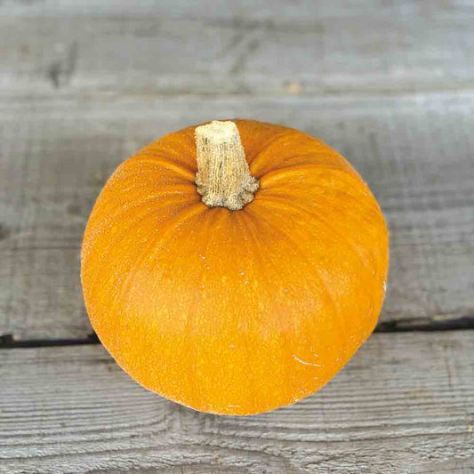 Graines de courge petite sucrée bio – La Ferme de Sainte Marthe