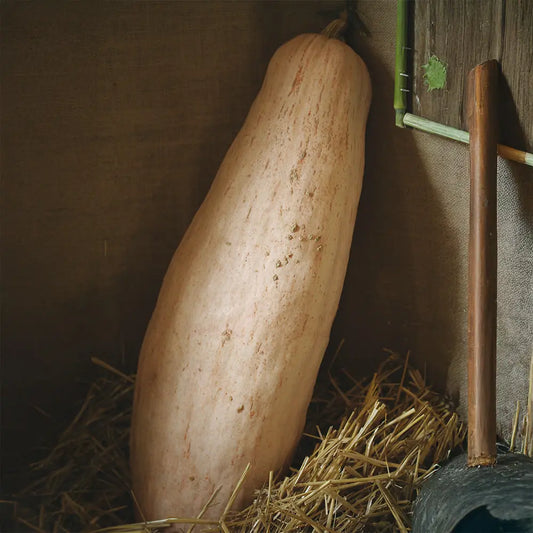 Graines de courge pink jumbo banana bio – La Ferme de Sainte Marthe