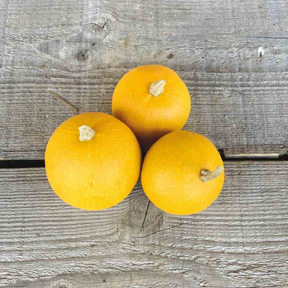 Graines de courge pomme d'or bio – La Ferme de Sainte Marthe