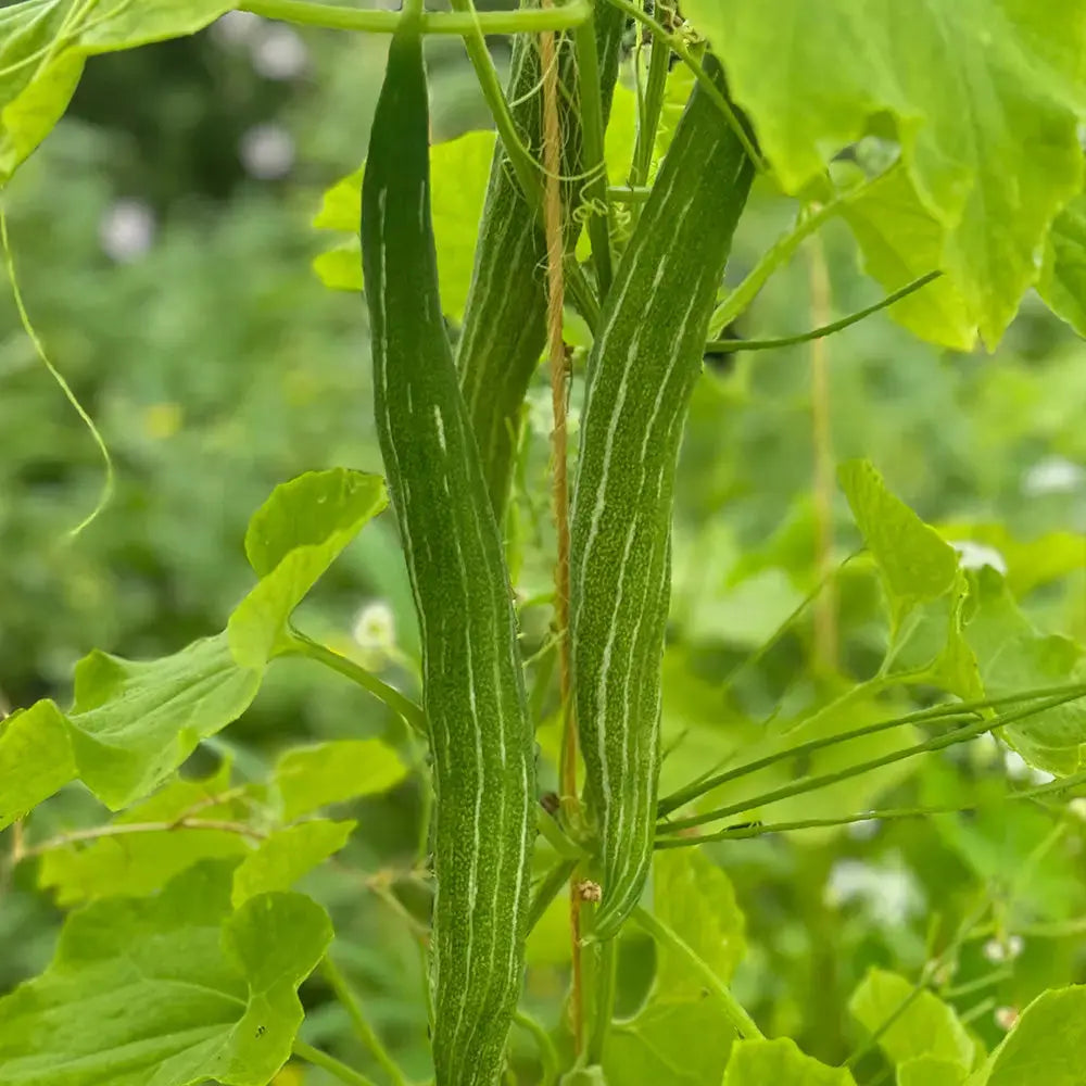 Graines de courge serpent ou fleurs dentelles bio – La Ferme de Sainte Marthe