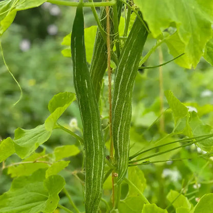 Graines de courge serpent ou fleurs dentelles bio – La Ferme de Sainte Marthe