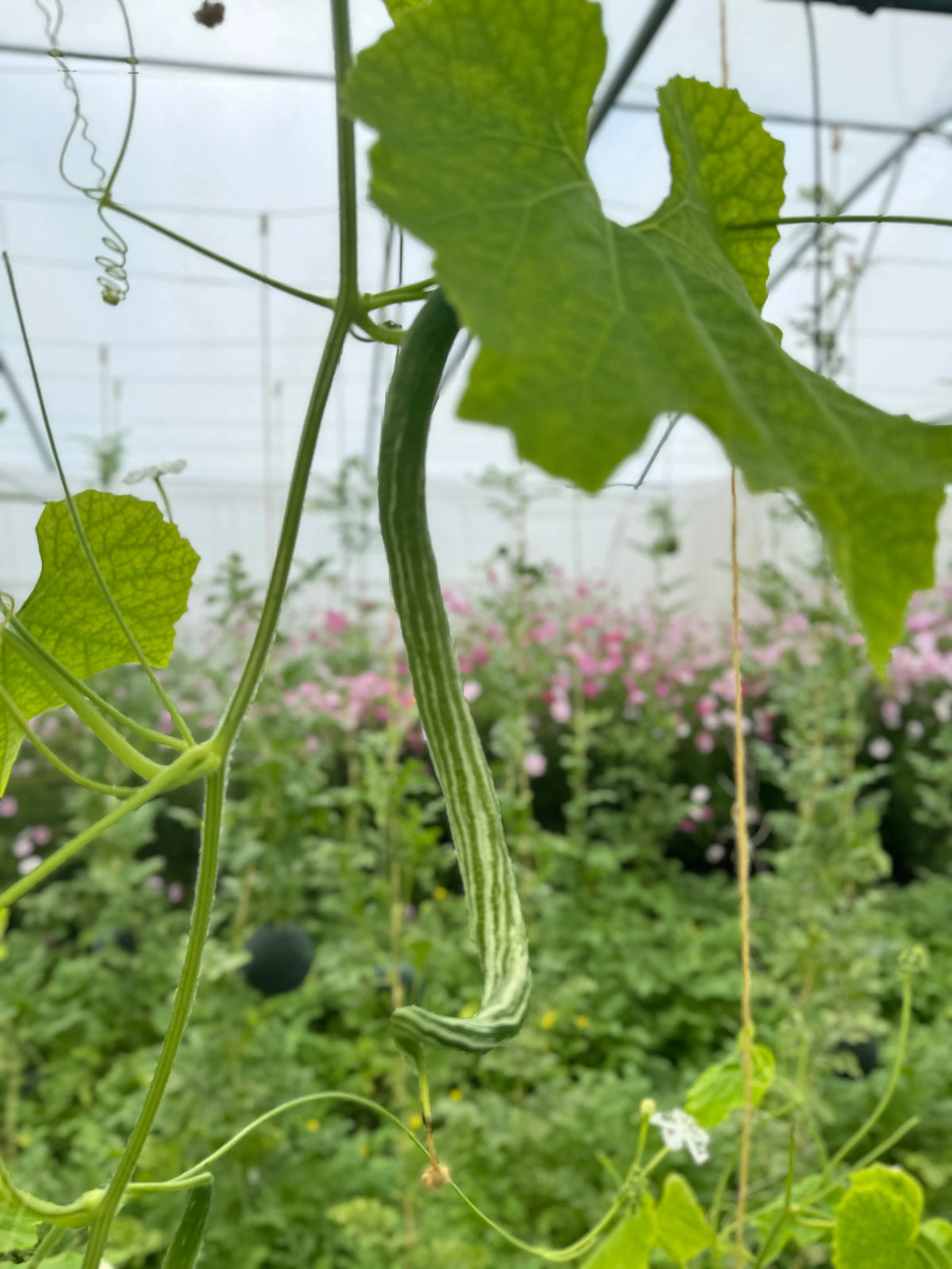 Graines de courge serpent ou fleurs dentelles bio – La Ferme de Sainte Marthe