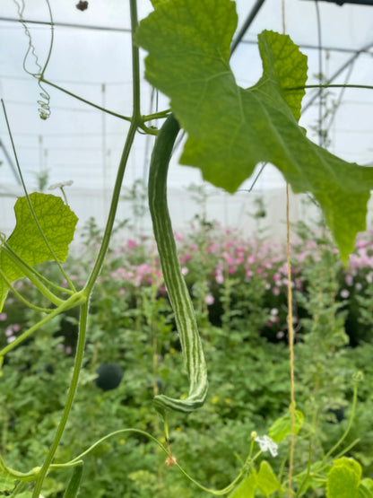 Graines de courge serpent ou fleurs dentelles bio – La Ferme de Sainte Marthe