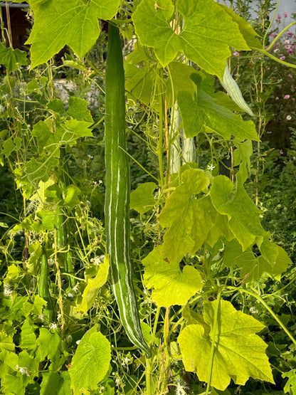 Graines de courge serpent ou fleurs dentelles bio – La Ferme de Sainte Marthe