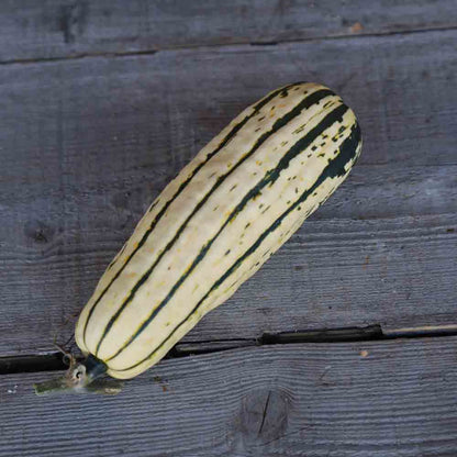 Graines de courge sugar loaf bio – La Ferme de Sainte Marthe