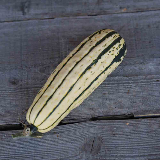 Graines de courge sugar loaf bio – La Ferme de Sainte Marthe