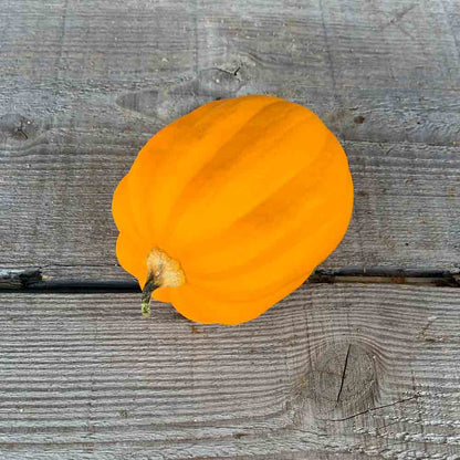 Graines de courge table gold bio – La Ferme de Sainte Marthe