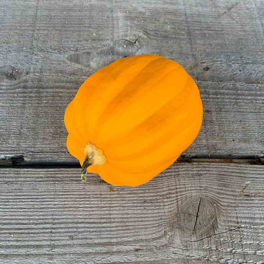 Graines de courge table gold bio – La Ferme de Sainte Marthe