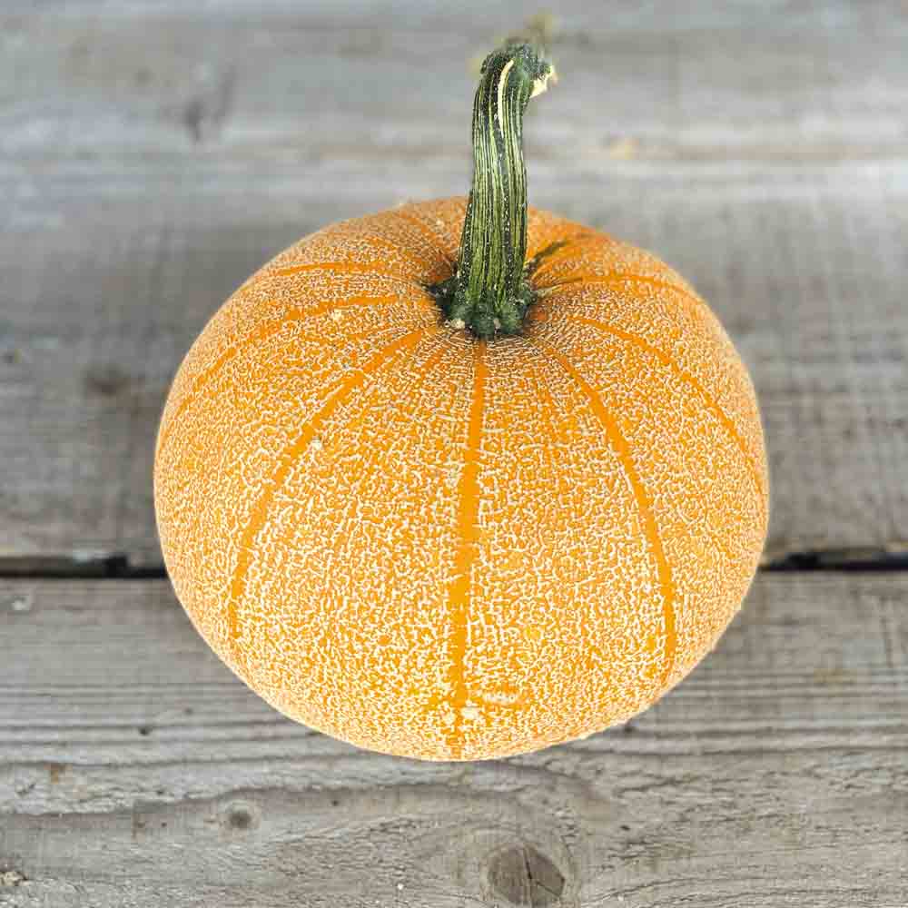 Graines de courge winter luxury bio – La Ferme de Sainte Marthe