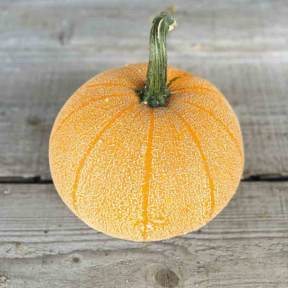 Graines de courge winter luxury bio – La Ferme de Sainte Marthe