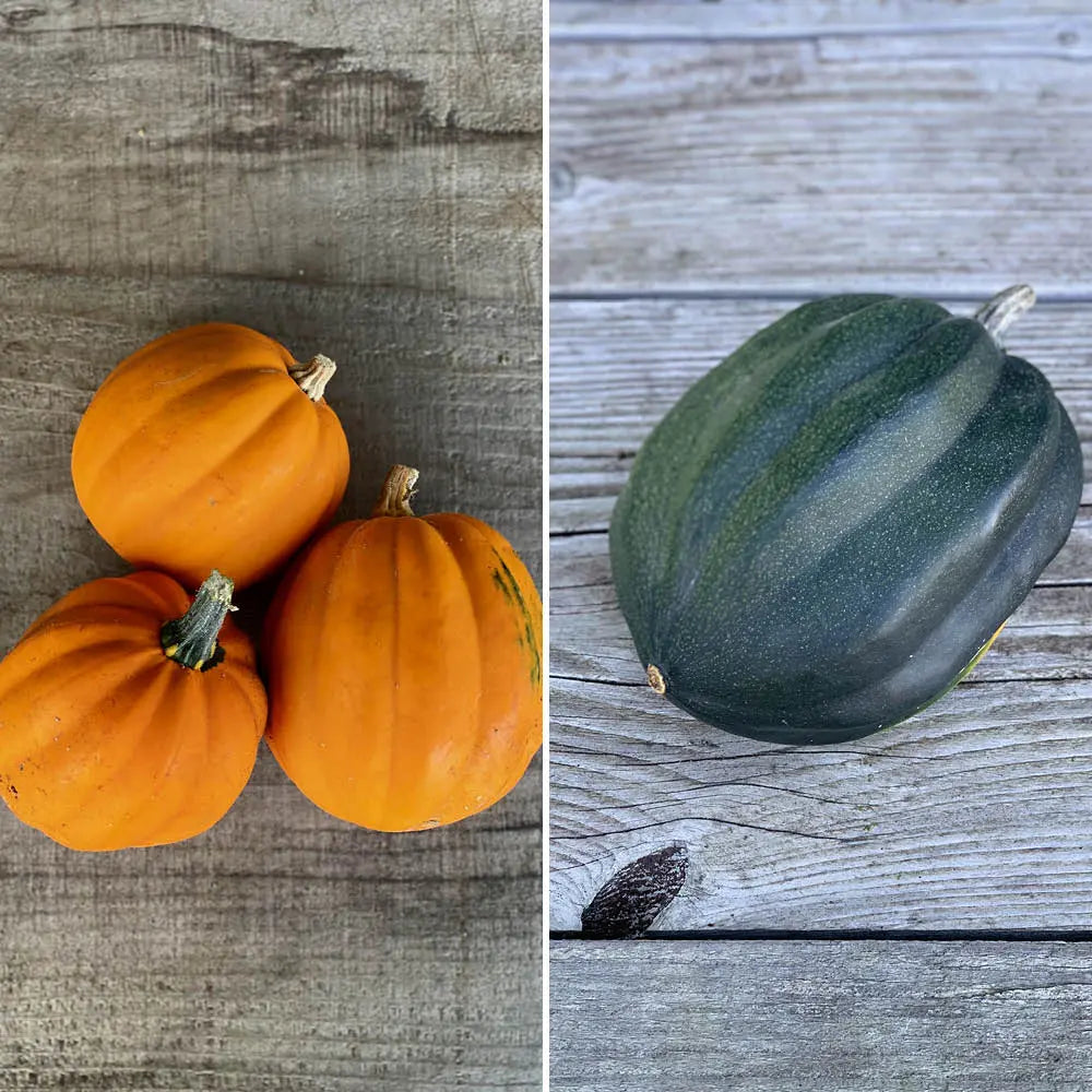 Graines de courges en mélange (table gold, cornue d'hiver) bio – La Ferme de Sainte Marthe