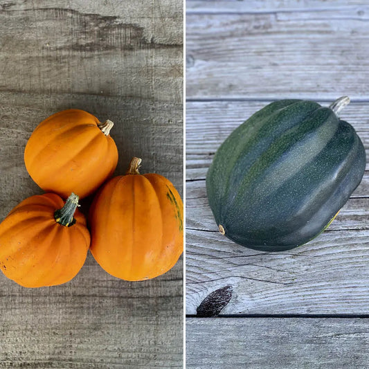 Graines de courges en mélange (table gold, cornue d'hiver) bio – La Ferme de Sainte Marthe