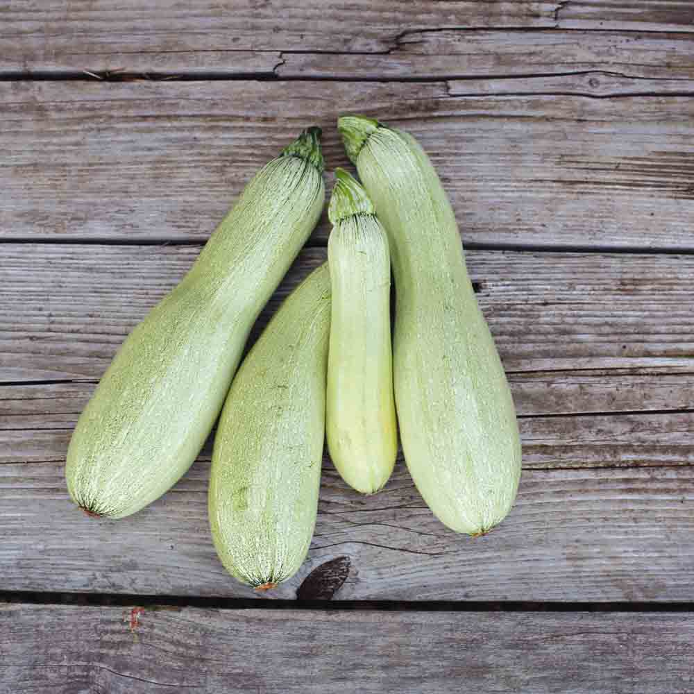 Graines de courgette alberello di sarzana bio – La Ferme de Sainte Marthe