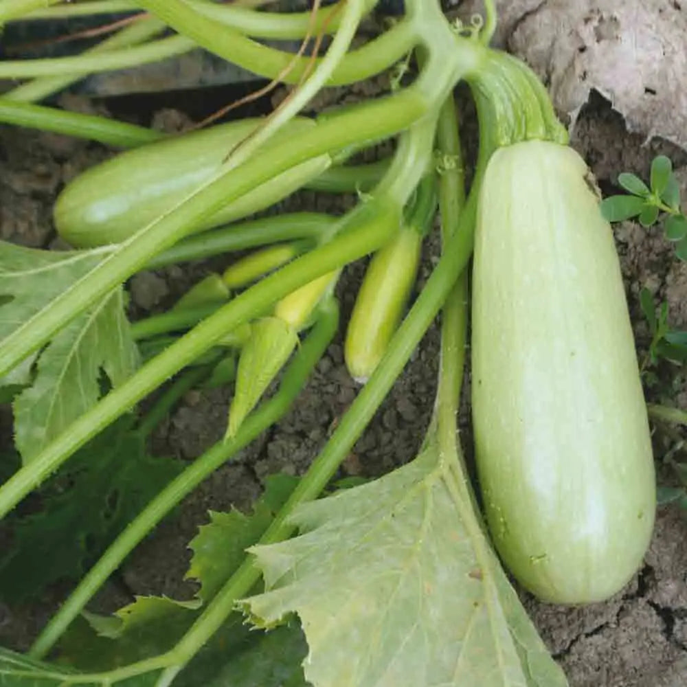 Graines de courgette blanche de trieste (ou bianca goriziana) bio – La Ferme de Sainte Marthe