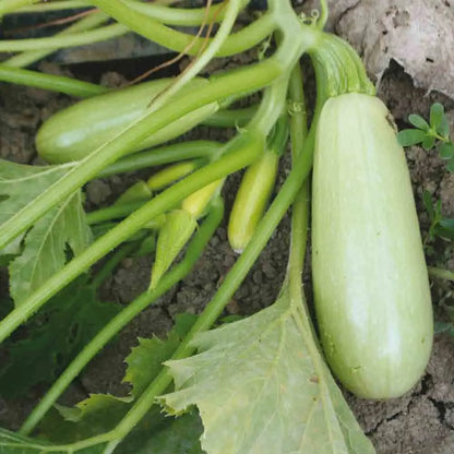 Graines de courgette blanche de trieste (ou bianca goriziana) bio – La Ferme de Sainte Marthe
