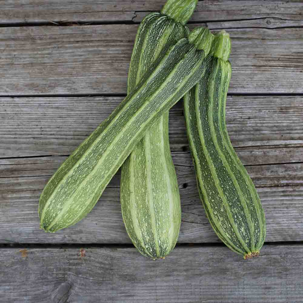 Graines de courgette costates romanesco bio – La Ferme de Sainte Marthe
