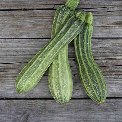 Graines de courgette costates romanesco bio – La Ferme de Sainte Marthe
