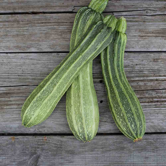 Graines de courgette costates romanesco bio – La Ferme de Sainte Marthe